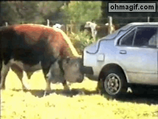 Bull lifts car