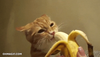 cat eats banana GIF